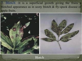 7. Blotch :It is a superficial growth giving the fruits a
blotched appearance as in sooty blotch & fly-speck disease of
apple fruits.
Blotch 14
 