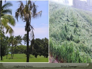 Lightning Injury Wind Damage
18
 