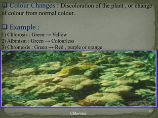 ❑ Colour Changes : Discoloration of the plant , or change
of colour from normal colour.
❑ Example :
1) Chlorosis : Green → Yellow
2) Albinism : Green → Colourless
3) Chromosis : Green → Red , purple or orange
Chlorosis
20
 