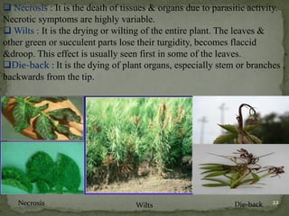 ❑ Necrosis : It is the death of tissues & organs due to parasitic activity.
Necrotic symptoms are highly variable.
❑ Wilts : It is the drying or wilting of the entire plant. The leaves &
other green or succulent parts lose their turgidity, becomes flaccid
&droop. This effect is usually seen first in some of the leaves.
❑Die-back : It is the dying of plant organs, especially stem or branches ,
backwards from the tip.
Necrosis Wilts Die-back 22
 