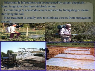 Infections & Infestations can be prevented by certain chemicals .
Some fungicides also have kickback action.
Certain fungi & nematodes can be reduced by fumigating or steam
sterilizing the soil.
Heat treatment is usually used to eliminate viruses from propagation
material.
Solarization
Steam
treatment of
soil
27
 