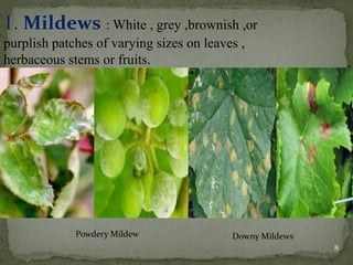 1. Mildews : White , grey ,brownish ,or
purplish patches of varying sizes on leaves ,
herbaceous stems or fruits.
.
Powdery Mildew Downy Mildews
8
 