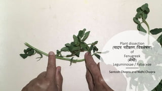 Plant dissection
(पादप परीक्षण /विश्लेषण)
of
Fenugreek
(मेथी)
Leguminosae / Fabaceae
Santosh Chopra and Nidhi Chopra
 