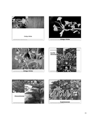 Ginkgo biloba	


Ginkgo biloba

Copyright © 2005 Pearson Education, Inc. publishing as Benjamin Cummings

Copyright © 2005 Pearson Education, Inc. publishing as Benjamin Cummings

Conifer
Diversity
Female cone	


Ginkgo biloba

Copyright © 2005 Pearson Education, Inc. publishing as Benjamin Cummings

Copyright © 2005 Pearson Education, Inc. publishing as Benjamin Cummings

Araucariaceae

Cupressaceae
Copyright © 2005 Pearson Education, Inc. publishing as Benjamin Cummings

Copyright © 2005 Pearson Education, Inc. publishing as Benjamin Cummings

11

 
