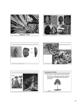 Pinaceae: Pinus

Copyright © 2005 Pearson Education, Inc. publishing as Benjamin Cummings

Copyright © 2005 Pearson Education, Inc. publishing as Benjamin Cummings

Copyright © 2005 Pearson Education, Inc. publishing as Benjamin Cummings

Copyright © 2005 Pearson Education, Inc. publishing as Benjamin Cummings

Gymnosperm Evolution
•  Fossil evidence reveals that by the late Devonian
–  Some plants, called progymnosperms, had begun
to acquire some adaptations that characterize
seed plants

Figure 30.5
Copyright © 2005 Pearson Education, Inc. publishing as Benjamin Cummings

Copyright © 2005 Pearson Education, Inc. publishing as Benjamin Cummings

12

 