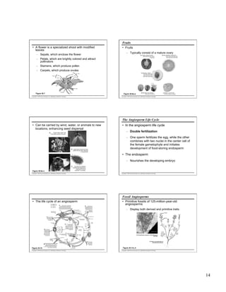 Fruits
•  A flower is a specialized shoot with modified
leaves
–  Sepals, which enclose the flower

•  Fruits
–  Typically consist of a mature ovary
(a) Tomato, a fleshy fruit with
soft outer and inner layers
of pericarp

–  Petals, which are brightly colored and attract
pollinators

(b) Ruby grapefruit, a fleshy fruit
with a hard outer layer and
soft inner layer of pericarp

–  Stamens, which produce pollen
–  Carpels, which produce ovules
(c) Nectarine, a fleshy
fruit with a soft outer
layer and hard inner
layer (pit) of pericarp

Carpel
Stigma
Anther

Stamen

Style
Ovary

Filament

Petal

Sepal

Receptacle

Figure 30.7

Ovule

Figure 30.8a–e

Copyright © 2005 Pearson Education, Inc. publishing as Benjamin Cummings

(d) Milkweed, a dry fruit that
splits open at maturity

(e) Walnut, a dry fruit that
remains closed at maturity

Copyright © 2005 Pearson Education, Inc. publishing as Benjamin Cummings

The Angiosperm Life Cycle
•  Can be carried by wind, water, or animals to new
locations, enhancing seed dispersal
(a)

Wings enable maple fruits
to be easily carried by the wind.

•  In the angiosperm life cycle
–  Double fertilization
–  One sperm fertilizes the egg, while the other
combines with two nuclei in the center cell of
the female gametophyte and initiates
development of food-storing endosperm

(b) Seeds within berries and other
edible fruits are often dispersed
in animal feces.

•  The endosperm
–  Nourishes the developing embryo
(c)

Figure 30.9a–c

The barbs of cockleburs
facilitate seed dispersal by
allowing the fruits to
“hitchhike” on animals.

Copyright © 2005 Pearson Education, Inc. publishing as Benjamin Cummings

Copyright © 2005 Pearson Education, Inc. publishing as Benjamin Cummings

Fossil Angiosperms
•  The life cycle of an angiosperm
Key
Haploid (n)
Diploid (2n)

Microsporangium

Anther

Microsporocytes (2n)

Mature flower on
sporophyte plant
(2n)

2
Microspores form
pollen grains (containing
male gametophytes). The
generative cell will divide
to form two sperm. The
tube cell will produce the
pollen tube.

–  Display both derived and primitive traits
Carpel

MEIOSIS

Microspore (n)
Ovule with
megasporangium (2n)

7 When a seed
germinates, the
embryo develops
into a mature
sporophyte.

Generative cell

Embryo (2n)
Endosperm
(food
Supply) (3n)

Seed

Pollen
grains

MEIOSIS

3 In the megasporangium
of each ovule, the
megasporocyte divides by
meiosis and produces four
megaspores. The surviving
megaspore in each ovule
forms a female gametophyte
(embryo sac).

Stamen

Tube cell

Male gametophyte
(in pollen grain)
Ovary

Germinating
Seed

6 The zygote
develops into an
embryo that is
packaged along
with food into a
seed. (The fruit
tissues surrounding the seed are
not shown).

•  Primitive fossils of 125-million-year-old
angiosperms

1
Anthers contain microsporangia.
Each microsporangium contains microsporocytes (microspore mother cells) that
divide by meiosis, producing microspores.

Stigma

Megasporangium
(n)
Surviving
megaspore
(n)

Seed coat (2n)

Pollen
tube
Sperm
Pollen
tube

5 cm

Style

Female gametophyte
(embryo sac)

Antipodal cells
Polar nuclei
Synergids
Egg (n)

Pollen
tube

(a) Archaefructus sinensis, a 125-million-yearold fossil.

Zygote (2n)
Nucleus of
developing
endosperm
(3n)

Egg
Nucleus (n)

Sperm
(n)

5

Figure 30.10

Double fertilization occurs. One sperm
fertilizes the egg, forming a zygote. The
other sperm combines with the two polar
nuclei to form the nucleus of the endosperm,
which is triploid in this example.

Copyright © 2005 Pearson Education, Inc. publishing as Benjamin Cummings

(b) Artist’s reconstruction of
Archaefructus sinensis

4 After pollination, eventually
two sperm nuclei
are discharged in
each ovule.

FERTILIZATION

Discharged
sperm nuclei (n)

Figure 30.11a, b
Copyright © 2005 Pearson Education, Inc. publishing as Benjamin Cummings

14

 