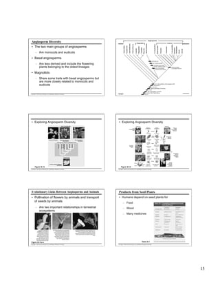 Angiosperm Diversity
•  The two main groups of angiosperms
–  Are monocots and eudicots

•  Basal angiosperms
–  Are less derived and include the flowering
plants belonging to the oldest lineages

•  Magnoliids
–  Share some traits with basal angiosperms but
are more closely related to monocots and
eudicots
Copyright © 2005 Pearson Education, Inc. publishing as Benjamin Cummings

Copyright © 2005 Pearson Education, Inc. publishing as Benjamin Cummings

•  Exploring Angiosperm Diversity

•  Exploring Angiosperm Diversity

BASAL ANGIOSPERMS

EUDICOTS

MONOCOTS
Monocot
Characteristics

Orchid
(Lemboglossum
fossii)

Eudicot
Characteristics

California
poppy
(Eschscholzia
californica)

Embryos
One cotyledon

Two cotyledons

Leaf
venation

Amborella trichopoda

Eudicots

Monocots

Magnoliids

Star anise
and relatives

Amborella

Water lilies

HYPOTHETICAL TREE OF FLOWERING PLANTS

Pygmy date palm
(Phoenix roebelenii)

Pyrenean oak
(Quercus
pyrenaica)
Veins usually
netlike

Veins usually
parallel

Star anise (Illicium
floridanum)

Water lily (Nymphaea
“Rene Gerard”)

Stems

Lily (Lilium
“Enchantment”)

Vascular tissue
usually arranged
in ring

Vascular tissue
scattered
Roots

Root system
Usually fibrous
(no main root)

Barley (Hordeum vulgare),
a grass

Taproot (main root)
usually present

Dog rose (Rosa canina), a wild rose
Pea (Lathyrus
nervosus,
Lord Anson’s
blue pea), a
legume

Pollen

MAGNOLIIDS

Pollen grain with
one opening

Pollen grain with
three openings

Flowers
Anther

Southern magnolia (Magnolia
grandiflora)

Stigma

Figure 30.12

Figure 30.12

Copyright © 2005 Pearson Education, Inc. publishing as Benjamin Cummings

Filament

Ovary

Floral organs
usually in
multiples of three

Floral organs usually
in multiples of
four or five

Zucchini
(Cucurbita
Pepo), female
(left) and
male flowers

Copyright © 2005 Pearson Education, Inc. publishing as Benjamin Cummings

Evolutionary Links Between Angiosperms and Animals

Products from Seed Plants

•  Pollination of flowers by animals and transport
of seeds by animals

•  Humans depend on seed plants for

–  Are two important relationships in terrestrial
ecosystems

(a) A flower pollinated by
honeybees. This honeybee is
harvesting pollen and nectar (a
sugary solution secreted by
flower glands) from a Scottish
broom flower. The flower has a
tripping mechanism that arches
the stamens over the bee
and dusts it with pollen, some of
which will rub off onto the stigma
of the next flower the bee visits.

(b) A flower pollinated by hummingbirds.
The long, thin beak and tongue of this
rufous hummingbird enable the animal to
probe flowers that secrete nectar deep
within floral tubes. Before the hummer
leaves, anthers will dust its beak and
head feathers with pollen. Many flowers
that are pollinated by birds are red or
pink, colors to which bird eyes are
especially sensitive.

Figure 30.13a–c
Copyright © 2005 Pearson Education, Inc. publishing as Benjamin Cummings

–  Food
–  Wood
–  Many medicines

(c) A flower pollinated by nocturnal animals. Some
angiosperms, such as this cactus, depend mainly on
nocturnal pollinators, including bats. Common
adaptations of such plants include large, light-colored,
highly fragrant flowers that nighttime pollinators can
locate.

Table 30.1
Copyright © 2005 Pearson Education, Inc. publishing as Benjamin Cummings

15

 