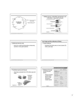 •  Walled spores; multicellular gametangia; and
multicellular, dependent embryos

GAMETOPHYTE
(n)
mitosis
Spores
(n)
Archegonium Antheridium
(n)
(n)
produce

meiosis
Sporocyte
(2n)

HAPLODIPLONTIC
("Alternation of
Gen erations")

Egg
(n)

Sporangium
(2n)

Sperm
(n)

} lost by reduction and modification
in the Angiosperms

WALLED SPORES PRODUCED IN SPORANGIA

and some Gnetales

Sporophyte and sporangium
of Sphagnum (a moss)

Sporophyte
Gametophyte

MULTICELLULAR GAMETANGIA

Female gametophyte
Archegonium
with egg

Embryo
(2n)

mitosis

Antheridium
with sperm

Archegonia and antheridia
of Marchantia (a liverwort)
Male
gametophyte

Zygote

mitosis

Longitudinal section of
Sphagnum sporangium (LM)

(Sperm non-flagellate in Conifers,
Gnetales, and Angiosperms)

fertilization

SPOROPHYTE
(2n )

Spores
Sporangium

MULTICELLULAR, DEPENDENT EMBRYOS

(2n)

Embryo and placental
transfer cell of Marchantia

Figure 29.5
Copyright © 2005 Pearson Education, Inc. publishing as Benjamin Cummings

Embryo
Maternal tissue
2 µm

10 µm
Wall ingrowths
Placental transfer cell

Copyright © 2005 Pearson Education, Inc. publishing as Benjamin Cummings

The Origin and Diversification of Plants
•  Additional derived units

•  Fossil evidence

–  Such as a cuticle and secondary compounds,
evolved in many plant species

Copyright © 2005 Pearson Education, Inc. publishing as Benjamin Cummings

–  Indicates that plants were on land at least 475
million years ago

Copyright © 2005 Pearson Education, Inc. publishing as Benjamin Cummings

•  Fossilized spores and tissues
–  Have been extracted from 475-million-year-old
rocks
(a) Fossilized spores.
Unlike the spores of
most living plants,
which are single
grains, these spores
found in Oman are
in groups of four
(left; one hidden)
and two (right).

•  Whatever the age
of the first land
plants
–  Those ancestral
species gave
rise to a vast
diversity of
modern plants

(b) Fossilized

Figure 29.6 a, b

sporophyte tissue.
The spores were
embedded in tissue
that appears to be
from plants.

Table 29.1
Copyright © 2005 Pearson Education, Inc. publishing as Benjamin Cummings

Copyright © 2005 Pearson Education, Inc. publishing as Benjamin Cummings

3

 