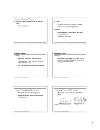Transport in Xylem and Phloem
•  Vascular plants have two types of vascular
tissue
–  Xylem and phloem

•  Xylem
–  Conducts most of the water and minerals
–  Includes dead cells called tracheids

•  Phloem
–  Distributes sugars, amino acids, and other
organic products
–  Consists of living cells

Copyright © 2005 Pearson Education, Inc. publishing as Benjamin Cummings

Copyright © 2005 Pearson Education, Inc. publishing as Benjamin Cummings

Evolution of Roots

Evolution of Leaves

•  Roots

•  Leaves

–  Are organs that anchor vascular plants
–  Enable vascular plants to absorb water and
nutrients from the soil

–  Are organs that increase the surface area of
vascular plants, thereby capturing more solar
energy for photosynthesis

–  May have evolved from subterranean stems

Copyright © 2005 Pearson Education, Inc. publishing as Benjamin Cummings

•  Leaves are categorized by two types
–  Microphylls, leaves with a single vein
–  Megaphylls, leaves with a highly branched
vascular system

Copyright © 2005 Pearson Education, Inc. publishing as Benjamin Cummings

•  According to one model of evolution
–  Microphylls evolved first, as outgrowths of
stems
Vascular tissue

Figure 29.13a, b

Copyright © 2005 Pearson Education, Inc. publishing as Benjamin Cummings

(a) Microphylls, such as those of lycophytes, may have
originated as small stem outgrowths supported by
single, unbranched strands of vascular tissue.

(b) Megaphylls, which have branched vascular
systems, may have evolved by the fusion of
branched stems.

Copyright © 2005 Pearson Education, Inc. publishing as Benjamin Cummings

6

 
