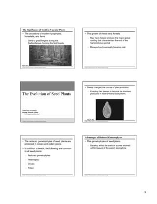 The Significance of Seedless Vascular Plants
•  The ancestors of modern lycophytes,
horsetails, and ferns
–  Grew to great heights during the
Carboniferous, forming the first forests

•  The growth of these early forests
–  May have helped produce the major global
cooling that characterized the end of the
Carboniferous period
–  Decayed and eventually became coal

Figure 29.15
Copyright © 2005 Pearson Education, Inc. publishing as Benjamin Cummings

Copyright © 2005 Pearson Education, Inc. publishing as Benjamin Cummings

•  Seeds changed the course of plant evolution

The Evolution of Seed Plants

–  Enabling their bearers to become the dominant
producers in most terrestrial ecosystems

PowerPoint Lectures for
Biology, Seventh Edition
Neil Campbell and Jane Reece

Figure 30.1
Copyright © 2005 Pearson Education, Inc. publishing as Benjamin Cummings

Copyright © 2005 Pearson Education, Inc. publishing as Benjamin Cummings

Advantages of Reduced Gametophytes
•  The reduced gametophytes of seed plants are
protected in ovules and pollen grains
•  In addition to seeds, the following are common
to all seed plants

•  The gametophytes of seed plants
–  Develop within the walls of spores retained
within tissues of the parent sporophyte

–  Reduced gametophytes
–  Heterospory
–  Ovules
–  Pollen

Copyright © 2005 Pearson Education, Inc. publishing as Benjamin Cummings

Copyright © 2005 Pearson Education, Inc. publishing as Benjamin Cummings

8

 