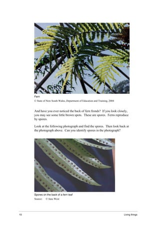 10 Living things
Fern
© State of New South Wales, Department of Education and Training, 2004
And have you ever noticed the back of fern fronds? If you look closely,
you may see some little brown spots. These are spores. Ferns reproduce
by spores.
Look at the following photograph and find the spores. Then look back at
the photograph above. Can you identify spores in the photograph?
Spores on the back of a fern leaf
Source: © Jane West
 