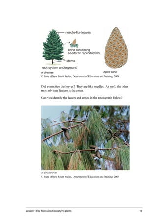 Lesson 18/20 More about classifying plants 13
needle-like leaves
cone containing
seeds for reproduction
root system underground
stems
A pine tree A pine cone
© State of New South Wales, Department of Education and Training, 2004
Did you notice the leaves? They are like needles. As well, the other
most obvious feature is the cones.
Can you identify the leaves and cones in the photograph below?
A pine branch
© State of New South Wales, Department of Education and Training, 2004
 