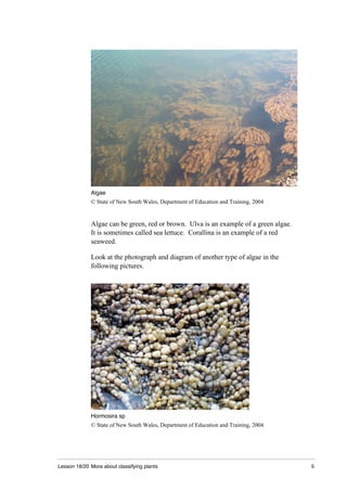 Lesson 18/20 More about classifying plants 5
Algae
© State of New South Wales, Department of Education and Training, 2004
Algae can be green, red or brown. Ulva is an example of a green algae.
It is sometimes called sea lettuce. Corallina is an example of a red
seaweed.
Look at the photograph and diagram of another type of algae in the
following pictures.
Hormosira sp
© State of New South Wales, Department of Education and Training, 2004
 