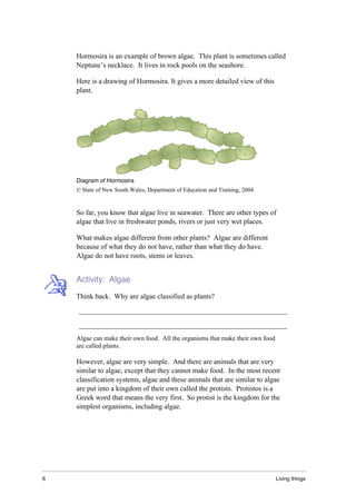 6 Living things
Hormosira is an example of brown algae. This plant is sometimes called
Neptune’s necklace. It lives in rock pools on the seashore.
Here is a drawing of Hormosira. It gives a more detailed view of this
plant.
Diagram of Hormosira
© State of New South Wales, Department of Education and Training, 2004
So far, you know that algae live in seawater. There are other types of
algae that live in freshwater ponds, rivers or just very wet places.
What makes algae different from other plants? Algae are different
because of what they do not have, rather than what they do have.
Algae do not have roots, stems or leaves.
Activity: Algae
Think back. Why are algae classified as plants?
__________________________________________________________
__________________________________________________________
Algae can make their own food. All the organisms that make their own food
are called plants.
However, algae are very simple. And there are animals that are very
similar to algae, except that they cannot make food. In the most recent
classification systems, algae and these animals that are similar to algae
are put into a kingdom of their own called the protists. Protistos is a
Greek word that means the very first. So protist is the kingdom for the
simplest organisms, including algae.
 
