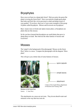 Lesson 18/20 More about classifying plants 7
Bryophytes
Have you ever been in a damp dark forest? Did you notice the green flat
plants covering the forest floor? Have you noticed a bright green plant
that looks and feels like velvet growing in a dark and damp corner of
your garden? If you have, then you‘ve seen some examples of the group
of plants called bryophytes. Mosses and liverworts are bryophytes.
Bryo- means moss in Greek and -phyte means plant, so bryophytes are
plants that are like mosses.
So far you have learned that bryophytes are small plants that grow in
damp places on land. But what are the other features of mosses and
liverworts?
Mosses
The 'carpet' in the background of the photograph ‘Mosses on the forest
floor’ below is a moss. Compare the photograph with the diagram ‘Moss
plant’.
This will give you a better idea of some features of mosses.
Mosses on the forest floor
Source: © Jane West
spore capsule
simple leaves
attachment
© State of New South Wales, Department
of Education and Training, 2004
The attachments on a moss are not roots. They do not absorb water and
minerals in the way that true roots do.
 