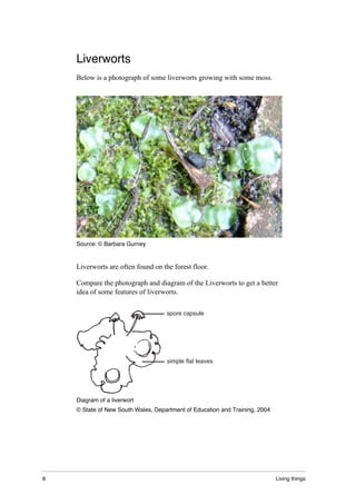 8 Living things
Liverworts
Below is a photograph of some liverworts growing with some moss.
Source: © Barbara Gurney
Liverworts are often found on the forest floor.
Compare the photograph and diagram of the Liverworts to get a better
idea of some features of liverworts.
spore capsule
simple flat leaves
Diagram of a liverwort
© State of New South Wales, Department of Education and Training, 2004
 