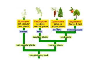 Plant Biodiversity – Concepts of evolution - Novel features of plant ...