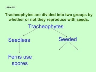 Slide # 11



Tracheophytes are divided into two groups by
  whether or not they reproduce with seeds.
             Tracheophytes

 Seedless                 Seeded


 Ferns use
  spores
 
