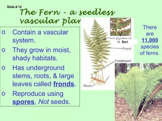 Slide # 12

            The Fern - a seedless
            vascular plant
                                            There
o      Contain a vascular                     are
       system.                      Sori    11,000
                                           species
o      They grow in moist,                 of ferns.
       shady habitats.
o      Has underground
       stems, roots, & large
       leaves called fronds.
o      Reproduce using
       spores, Not seeds.
 