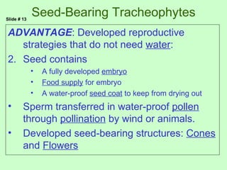 Slide # 13
             Seed-Bearing Tracheophytes
ADVANTAGE: Developed reproductive
   strategies that do not need water:
2. Seed contains
             •   A fully developed embryo
             •   Food supply for embryo
             •   A water-proof seed coat to keep from drying out
•       Sperm transferred in water-proof pollen
        through pollination by wind or animals.
•       Developed seed-bearing structures: Cones
        and Flowers
 
