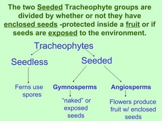 The two Seeded Tracheophyte groups are
    divided by whether or not they have
enclosed seeds -protected inside a fruit or if
  seeds are exposed to the environment.
         Tracheophytes
  Seedless             Seeded

   Ferns use   Gymnosperms      Angiosperms
     spores
                 “naked” or     Flowers produce
                  exposed       fruit w/ enclosed
                   seeds              seeds
 