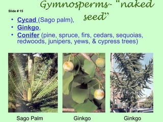 Gymnosperms- “naked
Slide # 15

 •    Cycad (Sago palm), seed”
 • Ginkgo,
 • Conifer (pine, spruce, firs, cedars, sequoias,
   redwoods, junipers, yews, & cypress trees)




     Sago Palm         Ginkgo            Ginkgo
 