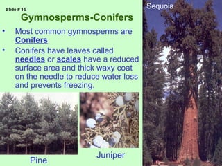 Slide # 16
                                             Sequoia
           Gymnosperms-Conifers
•       Most common gymnosperms are
        Conifers
•       Conifers have leaves called
        needles or scales have a reduced
        surface area and thick waxy coat
        on the needle to reduce water loss
        and prevents freezing.




                              Juniper
                 Pine
 
