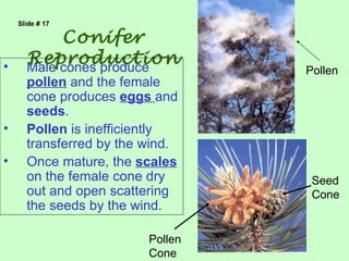 Slide # 17

           Conifer
•
      Reproduction
      Male cones produce          Pollen
      pollen and the female
      cone produces eggs and
      seeds.
•     Pollen is inefficiently
      transferred by the wind.
•     Once mature, the scales
      on the female cone dry       Seed
      out and open scattering      Cone
      the seeds by the wind.

                         Pollen
                         Cone
 