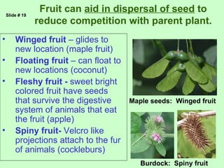 Slide # 19
                  Fruit can aid in dispersal of seed to
                 reduce competition with parent plant.
•       Winged fruit – glides to
        new location (maple fruit)
•       Floating fruit – can float to
        new locations (coconut)
•       Fleshy fruit - sweet bright
        colored fruit have seeds
        that survive the digestive      Maple seeds: Winged fruit
        system of animals that eat
        the fruit (apple)
•       Spiny fruit- Velcro like
        projections attach to the fur
        of animals (cockleburs)
                                           Burdock: Spiny fruit
 