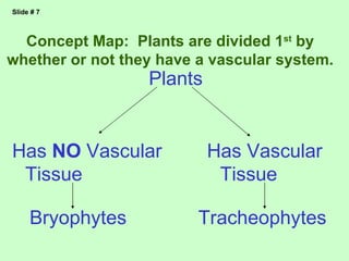 Slide # 7



  Concept Map: Plants are divided 1st by
whether or not they have a vascular system.
                  Plants


Has NO Vascular            Has Vascular
 Tissue                     Tissue

     Bryophytes          Tracheophytes
 
