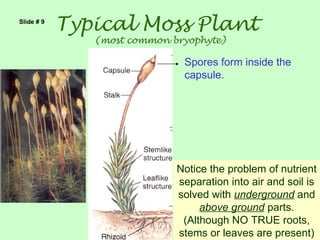 Slide # 9
            Typical Moss Plant
               (most common bryophyte)

                              Spores form inside the
                              capsule.




                             Notice the problem of nutrient
                             separation into air and soil is
                             solved with underground and
                                  above ground parts.
                              (Although NO TRUE roots,
                             stems or leaves are present)
 