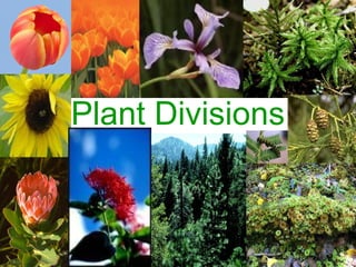 Plant Divisions
 
