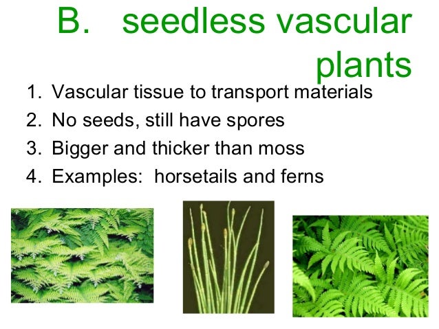 download free moss for plants download free moss for plants