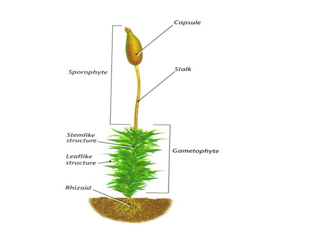 Moss Diagram Labeled