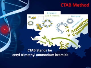 CTAB Method
Detergent+
Lipid & Proteins Detergent
DNA
CTAB Stands for
cetyl trimethyl ammonium bromide
 