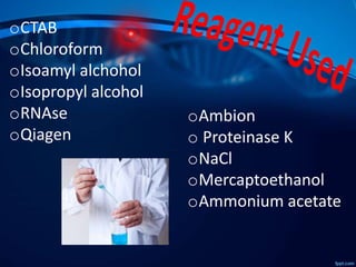 oCTAB
oChloroform
oIsoamyl alchohol
oIsopropyl alcohol
oRNAse
oQiagen
oAmbion
o Proteinase K
oNaCl
oMercaptoethanol
oAmmonium acetate
 