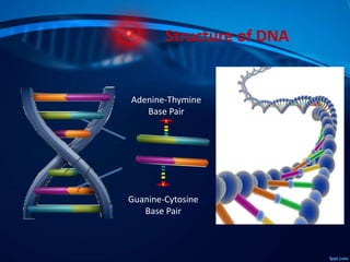 Structure of DNA
Adenine-Thymine
Base Pair
Guanine-Cytosine
Base Pair
 