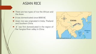 ASIAN RICE
 There are two types of rice the African and
the Asian.
 It was domesticated since 8000 BC
 Asian rice was originated in India, Thailand
and Southern China
 It was first domesticated in the region of
the Yangtze River valley in China
 