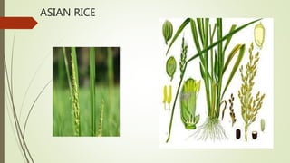 ASIAN RICE
 