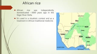 African rice
 African rice was independently
domesticated ~3000 years ago in the
Niger River Delta
 It's used in a ritualistic context and as a
treatment in African traditional medicine.
 