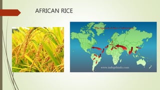 AFRICAN RICE
 