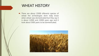  There are about 25000 diferents species of
wheat the archeologies dont realy know
when wheat was domesticated but they say it
is about 12000 and 23000 years ago and it
took about 5000 years to be domesticated.
WHEAT HISTORY
 