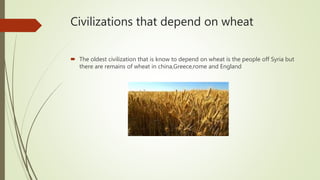 Civilizations that depend on wheat
 The oldest civilization that is know to depend on wheat is the people off Syria but
there are remains of wheat in china,Greece,rome and England
 