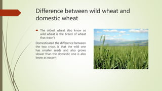 Difference between wild wheat and
domestic wheat
 The oldest wheat also know as
wild wheat is the breed of wheat
that wasn’t
Domesticated the difference between
the two crops is that the wild one
has smaller seeds and also grows
slower than the domestic one is also
know as eacorn
 
