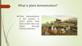 What is plant domestication?
 Plant domestication
is the process in
which plants have
been evolve into crop
plants through
artificial selection.
 