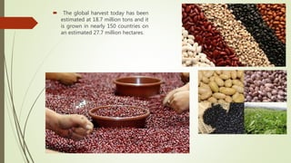  The global harvest today has been
estimated at 18.7 million tons and it
is grown in nearly 150 countries on
an estimated 27.7 million hectares.
 