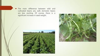  The main difference between wild and
cultivated beans are, well, domestic beans
are less exciting. Of course, there is a
significant increase in seed weight.
 