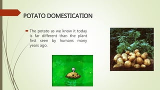 POTATO DOMESTICATION
 The potato as we know it today
is far different than the plant
first seen by humans many
years ago.
 
