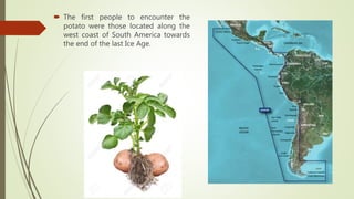  The first people to encounter the
potato were those located along the
west coast of South America towards
the end of the last Ice Age.
 