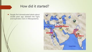 How did it started?
 People first domesticated plants about
10,000 years ago, between the Tigris
and Euphrates rivers in Mesopotamia.
 